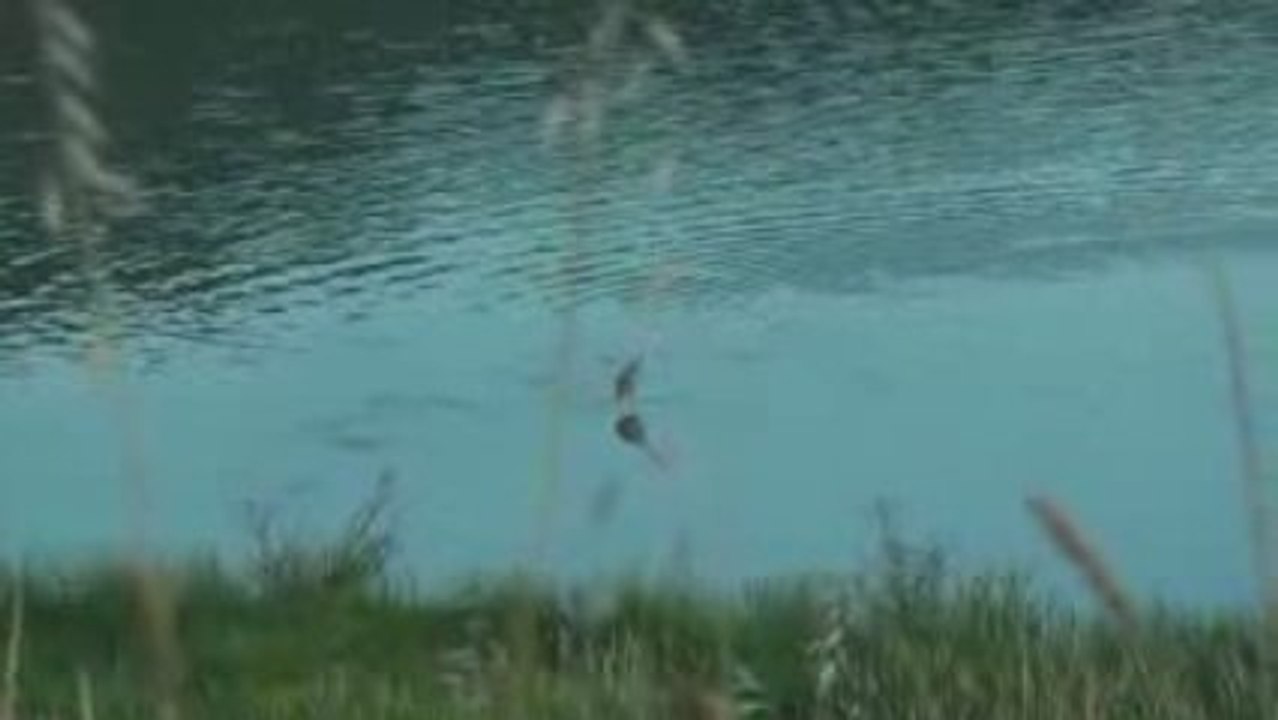 Heron20090606