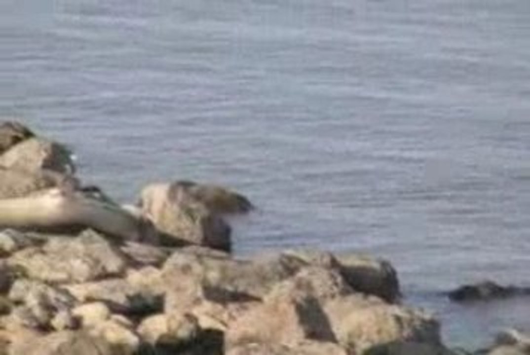 Ducks on the River