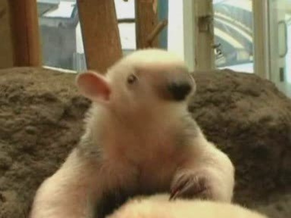 Cute baby anteater born in Japanese zoo