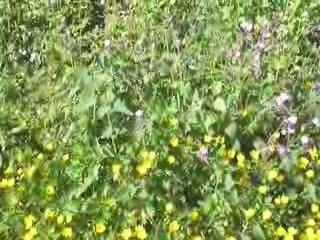 La Bourboule: Floralies Auvergnates