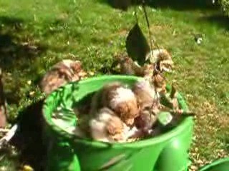 chiots colleys de 7 semaines