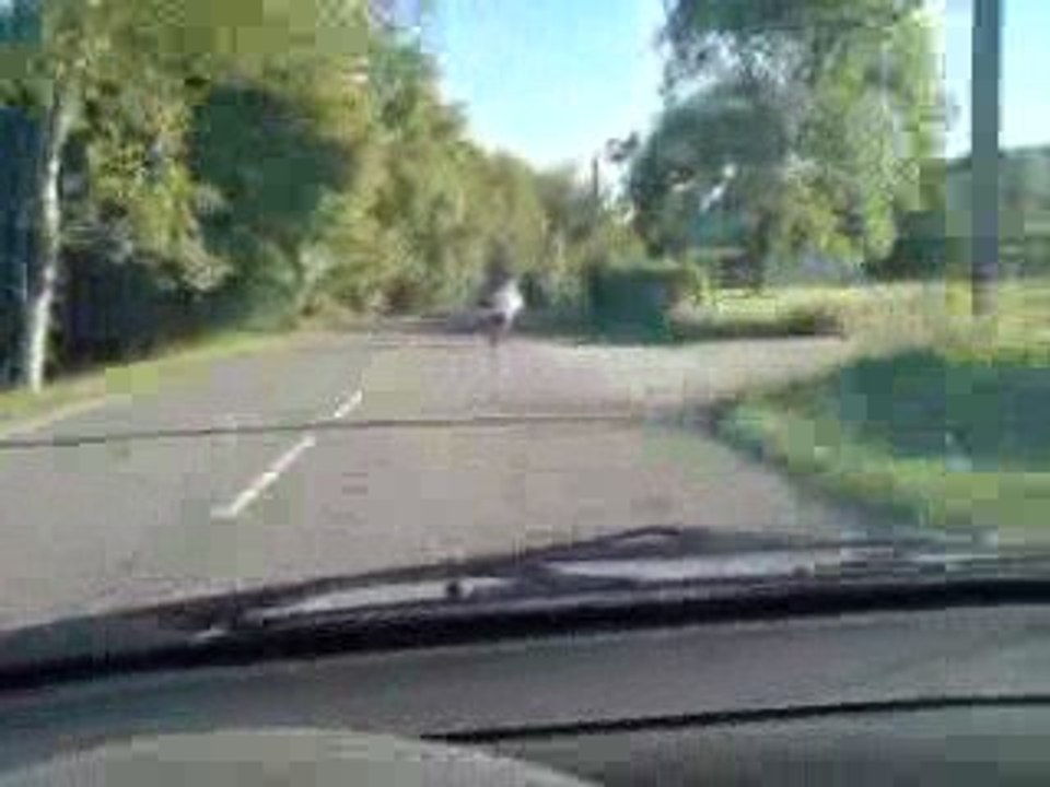 mbk nitro f1 top rose