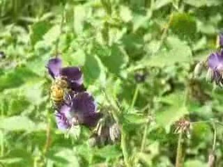 la Bourboule: "Géraniums" (?)