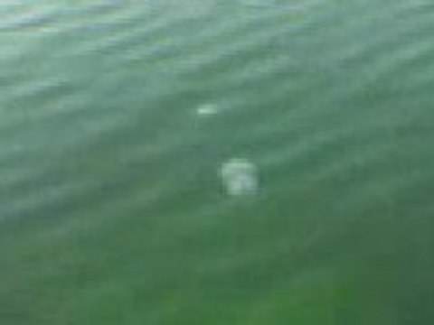 Animal,Hayvan,Deniz,Okyanus,Balık,Fish,Dog,Cat,Köpek,Kedi