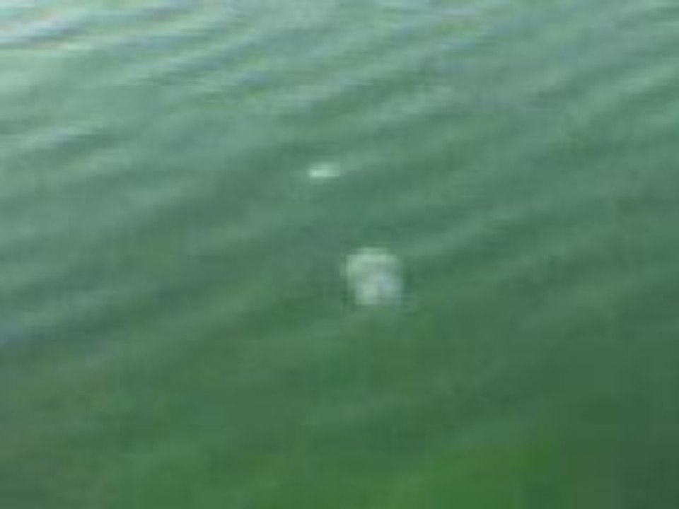 Animal,Hayvan,Deniz,Okyanus,Balık,Fish,Dog,Cat,Köpek,Kedi