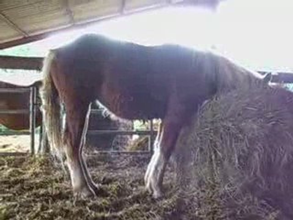 Poulains comtois 1an pp 21mai09-1 (2)