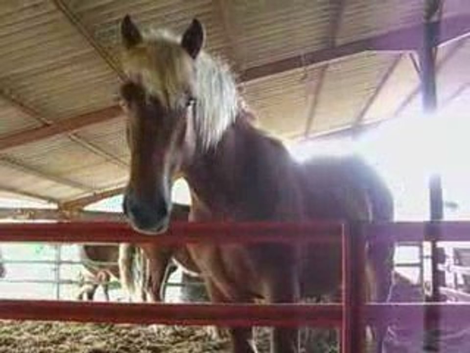 Poulains comtois 1an pp 21mai09-1 (3)