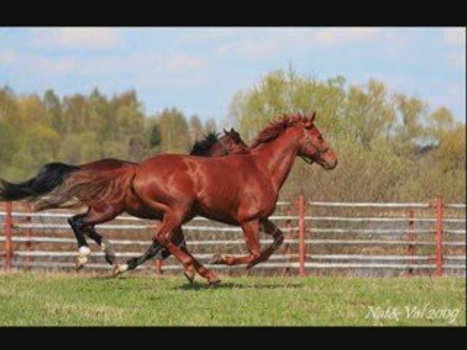 Lovely Horses