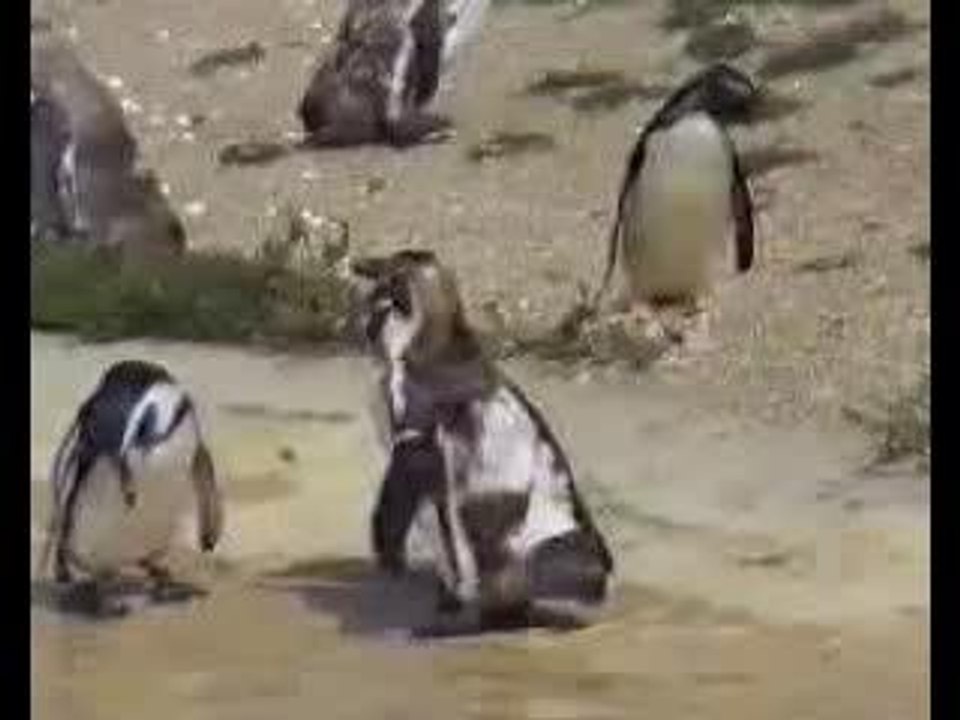 O pastilhado