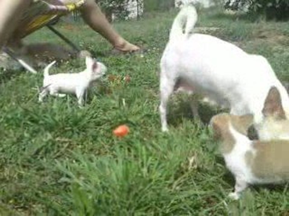 Miniccos 8