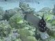 Lion Reef Diving (Plongée à l'Ile Maurice)