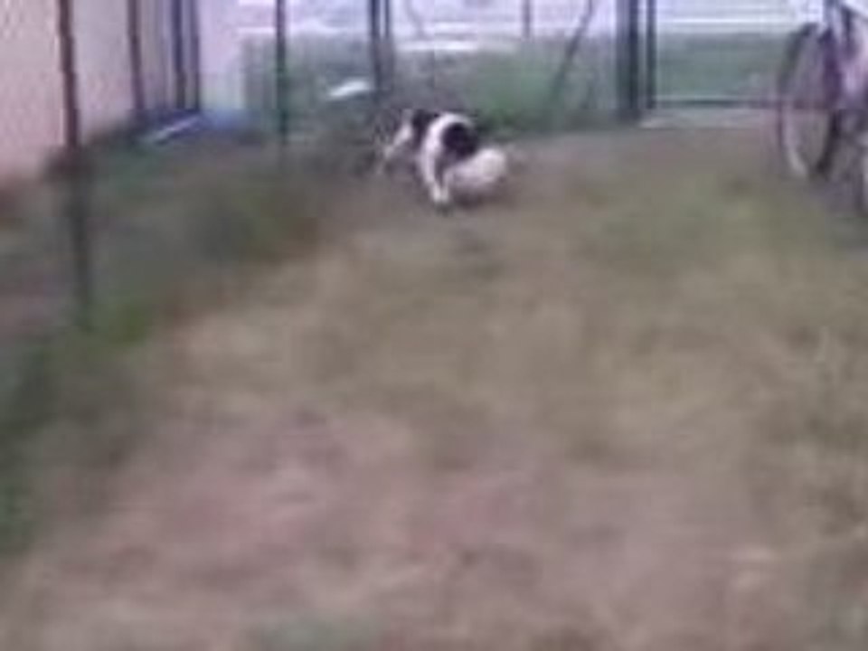 il fait pas le malin le ballon