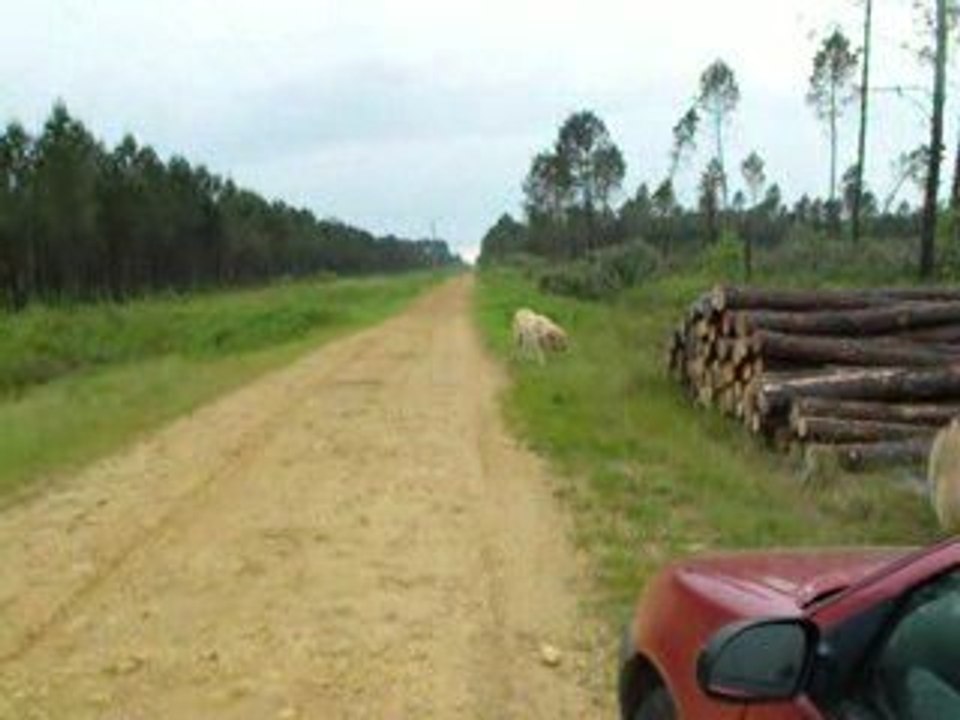 2009_0523ballade0017