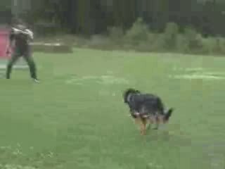 Gal Top Pas Svv 1,kkl1/ 03