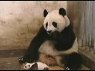 aKLı cıKtı haYvaNın,yaVru haPşırıNca..:)