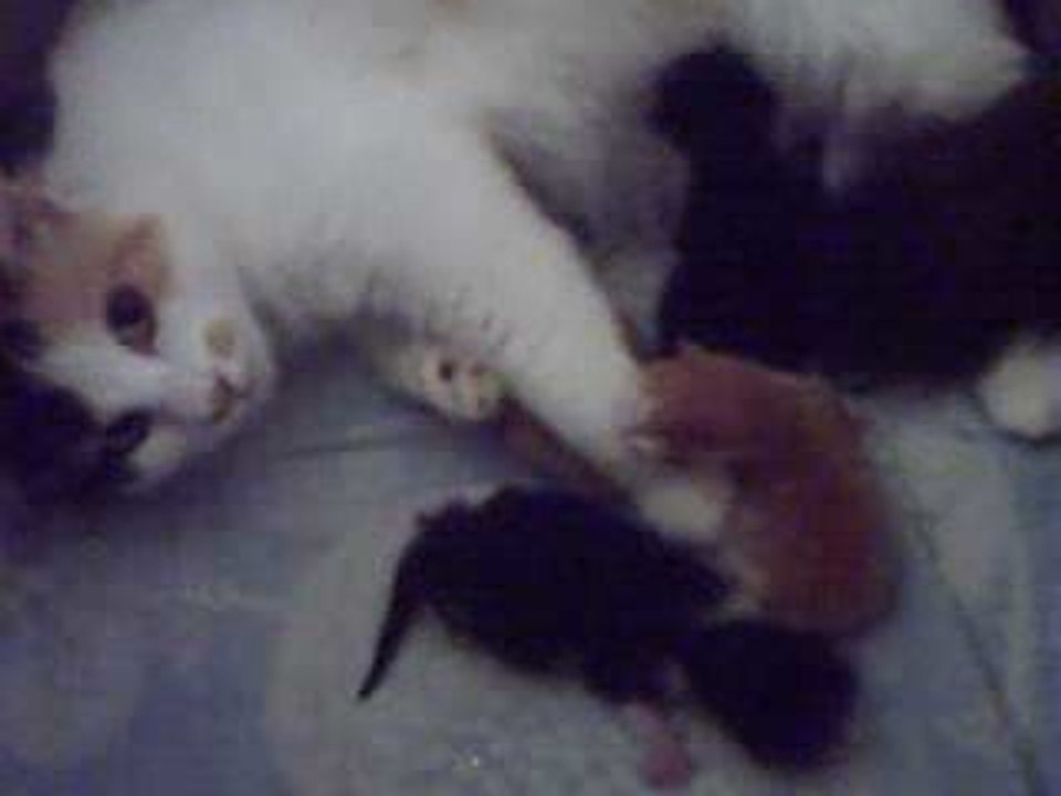 Saphire et ses chatons