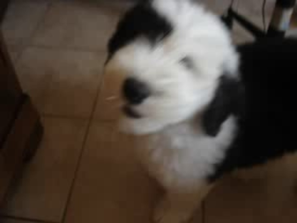 ARRIVEE DE MOON A LA MAISON