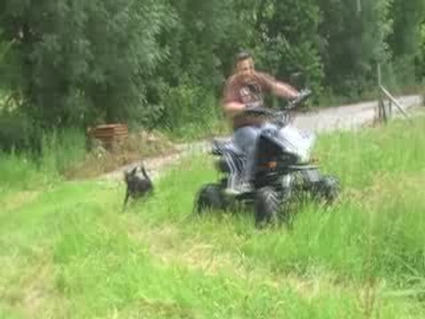 Quad shineray vs chien