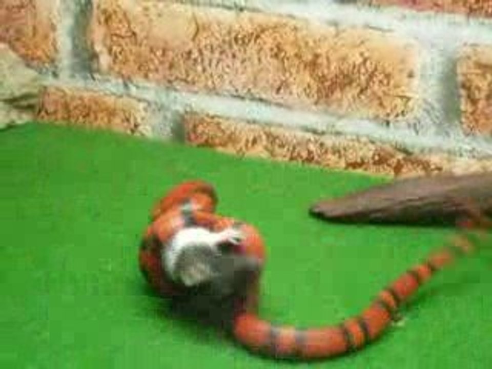 mort certaine d'une souris