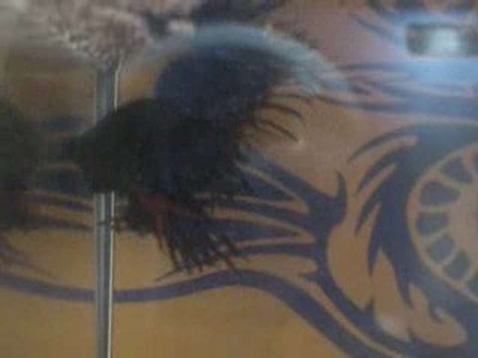 Parade de mon Betta Splendens "Blue"