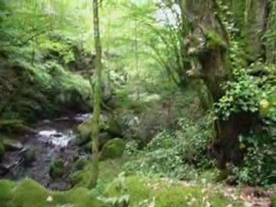 Nico, interview d'un chevreuil ^^