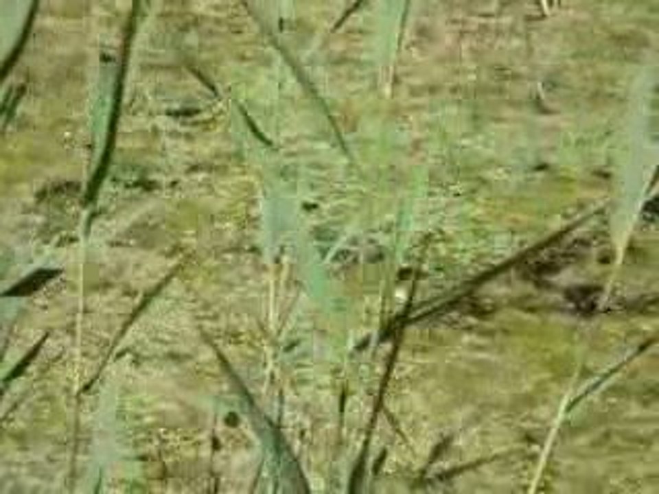 Grenouille marre chant