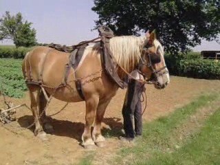 Sybelle qui butte les pommes de terre