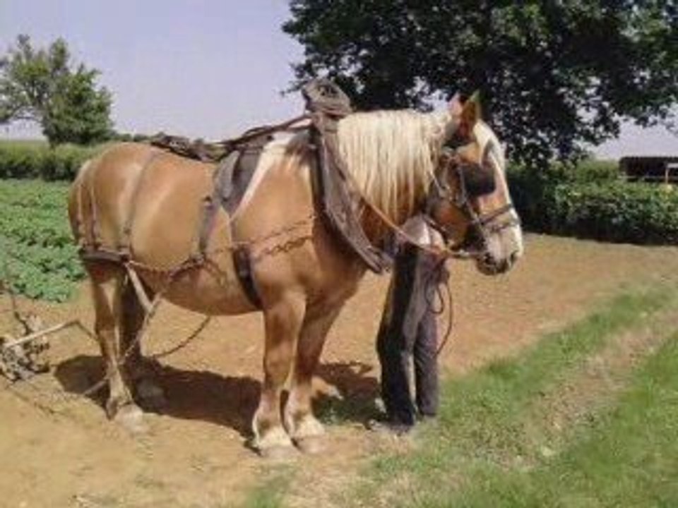 Sybelle qui butte les pommes de terre