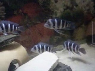 Frontosa MOBA