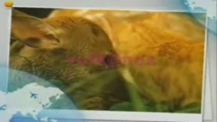 Dostluklar imkansız değildir