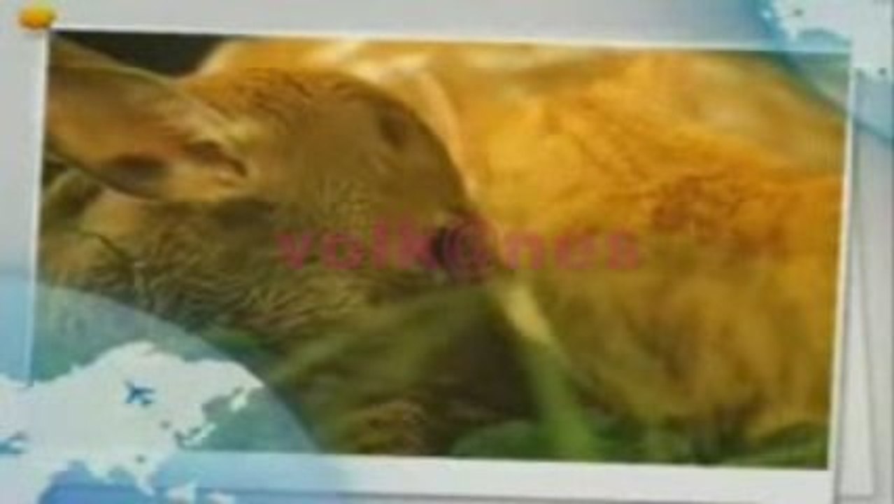 Dostluklar imkansız değildir