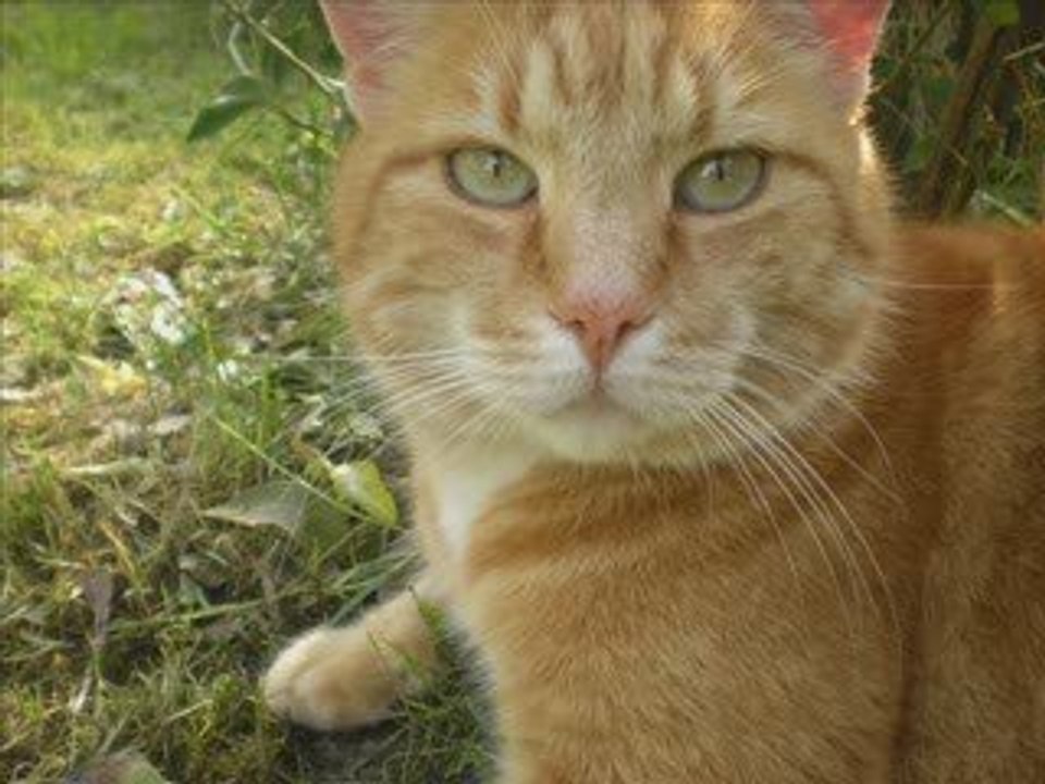 Mickey le chat