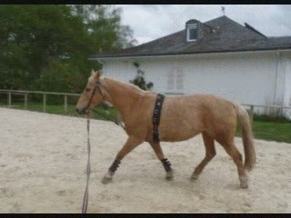 caroube en gogue : longe