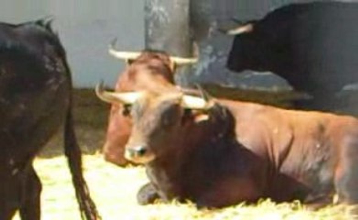 Toros de Garcigrande pour Nîmes Pentecôte 2/2