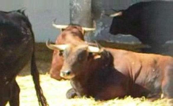 Toros de Garcigrande pour Nîmes Pentecôte 2/2