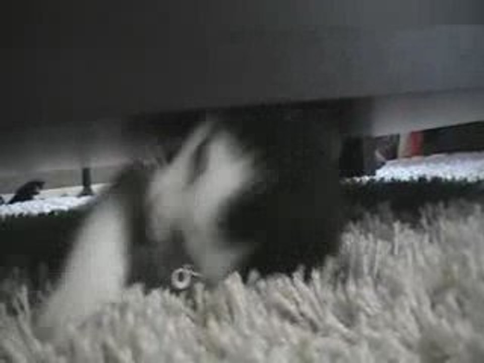 nala is back again