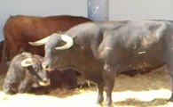 Toros de Domingo Hernandez pour Nîmes Pentecôte