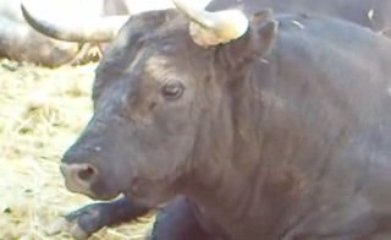 Toros de Miura pour Nîmes Pentecôte 2/2