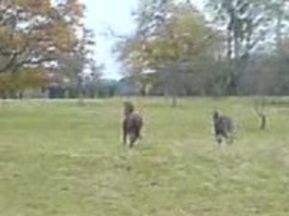 galop de mon bébé!!!