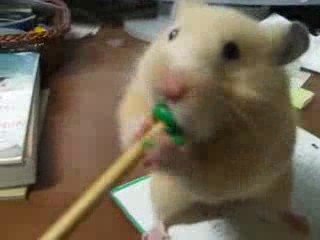 Un Hamster mange un crayon à papier