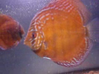 Phong 25 mai 7 mois et demi