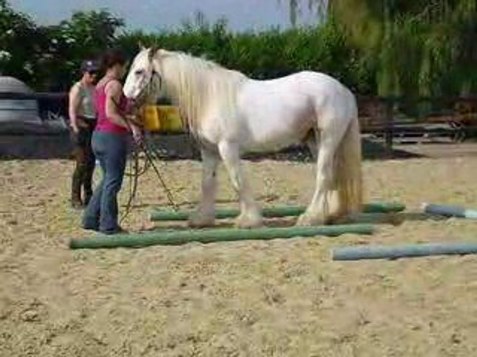 Flann exercice éthologie: reculé dans les barres en "U"