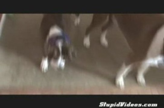 Ce chien jou avec sa balle