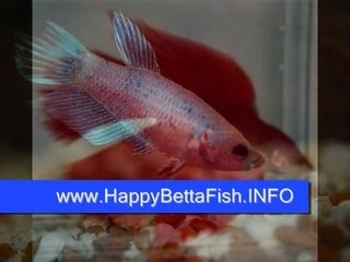 Guide to Betta Fish Care