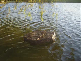 KILL BACKYARD POND ALGAE