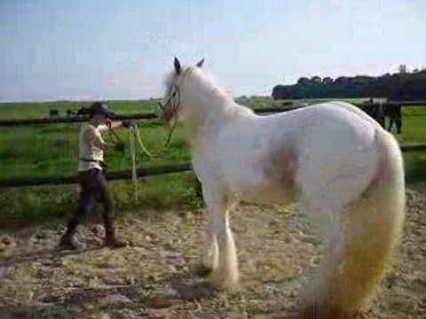 premiers déplacements latéraux pour Flann (étho)