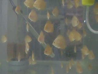 Discus Yavruları