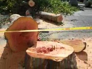 Gli alberi secolari di Siofok