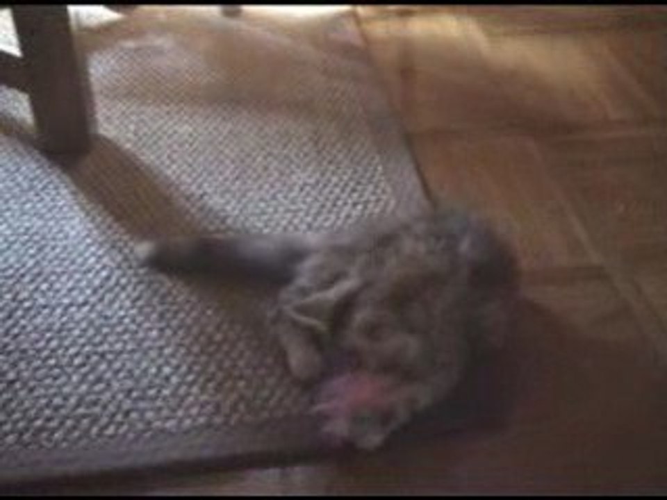 Evoria bébé maine coon 3  mois