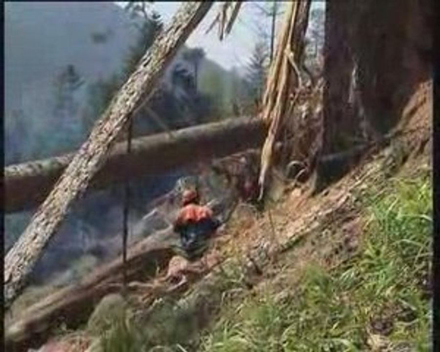 ->Chronique de la Forêt des Vosges-desktop